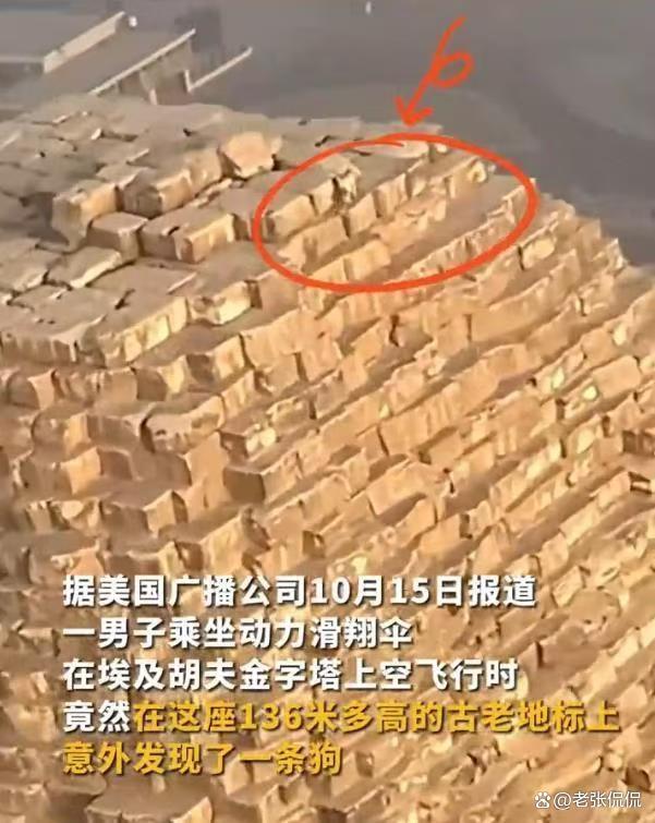 登顶金字塔的小狗又丝滑地下来了